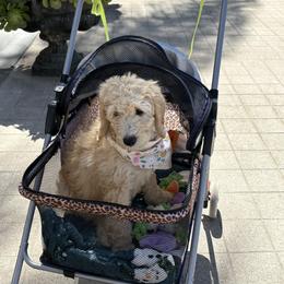 Lilac - Golden female Double Doodle puppy in El Cajon, California from Calibear Doodles