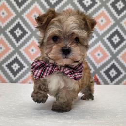 Honey - Gold male Morkie puppy in Monticello, Iowa from Ashley’s Puppies
