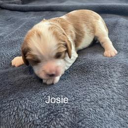 Josie - Blenheim female Cavalier King Charles Spaniel puppy in Marion, Indiana from Country Cavapoos