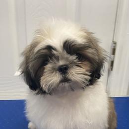 Shih Tzu Puppies from Willow Lane Shih Tzus
