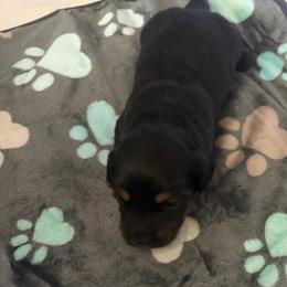 Salem - Black and cream male Dachshund puppy in Bristol, Florida from Creek Life Miniature Dachshunds
