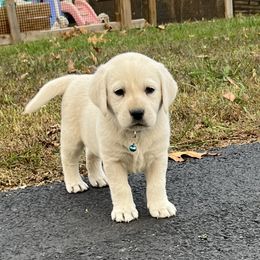Snow(blue collar) - Yellow female Labrador Retriever puppy in Mansfield, Missouri from Leadhill Labs