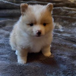 Doc - Cream parti male Pomeranian puppy in Palestine, Texas from Dressell Poms
