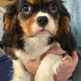Girl 3 - Tri-color female Cavalier King Charles Spaniel puppy in Ocala Fl, Florida from Encore Cockers