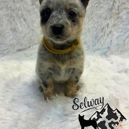 Yellow Girl - Blue female Australian Cattle Dog puppy in Kamiah, Idaho from Selway Australian Cattle Dogs