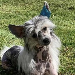 Boogie - Chinese Crested