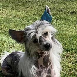Boogie - Chinese Crested
