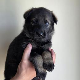 Green Collar - Sable male German Shepherd puppy in Omaha, Nebraska from Von Schwarzen Herz German Shepherds