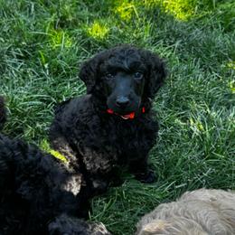 BERT - Black male Poodle puppy in Thornton, Colorado from Shandy Poodle
