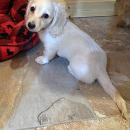 12 weeks RTG Cream piebald longhair - Cream male Dachshund puppy in Helenville, Wisconsin from Remarkable Doxies
