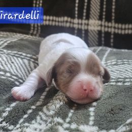 Ghirardelli - Blue Collar Male - Brown and white male Cockapoo puppy in Mocksville, North Carolina from Hunting Creek Farm & Kennel