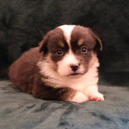 French - Black and tan female Pembroke Welsh Corgi puppy in Arcanum, Ohio from Weissway Corgis
