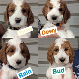 4th pick male - Parti male Goldendoodle puppy in Sioux Falls, South Dakota from Dolly's Doodles