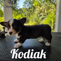Kodiak - Blue merle and white male Cardigan Welsh Corgi puppy in Bland, Missouri from Shadey Lane Corgis