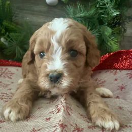 Faith - Red female Cavapoo puppy in Camden, Michigan from FurEver Friends Finder