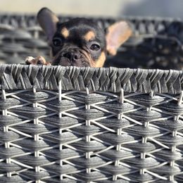 French Bulldog Puppies from County Of Orange Frenchie Family