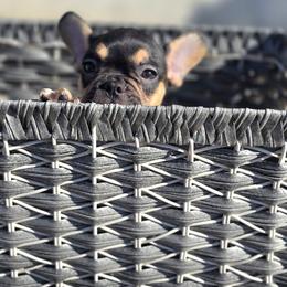 French Bulldog Puppies from County Of Orange Frenchie Family