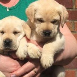 Labrador Retrievers from Tampa Bay Labradors