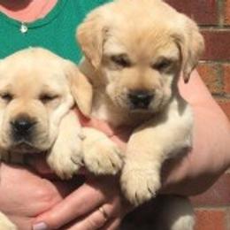 Labrador Retrievers from Tampa Bay Labradors