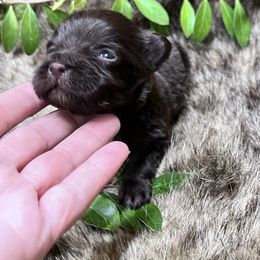 Boy 1 - Liver male Miniature Schnauzer puppy in Silsbee, Texas from My Little Schnauzer Pals
