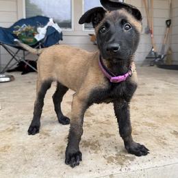 Purple Collar - Black sable female Belgian Malinois puppy in Mesa, Arizona from Sun Valley Malinois