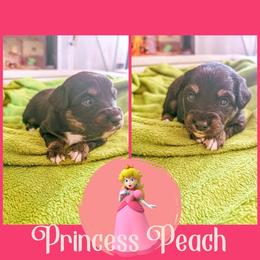 Miniature Australian Shepherd Puppies from Wonderland Aussies