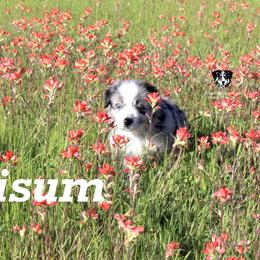 Chisum - Blue merle Australian Shepherd puppy in Honey Grove, Texas from Fox Creek