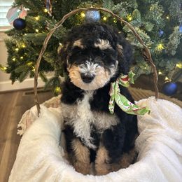 Muffin - Tri-color male Bernedoodle puppy in Sparrows Point, Maryland from Rosie’s Puppies