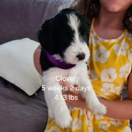 Purple collar girl - Black and white female Bernedoodle puppy in Fairmount, Indiana from Capens' Doodles,Poodles and Poo's