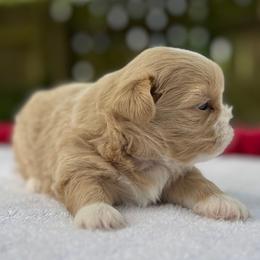 Female 3 - Gold and white female Shih Tzu puppy in Mobile, Alabama from FluffyTail Shih Tzu