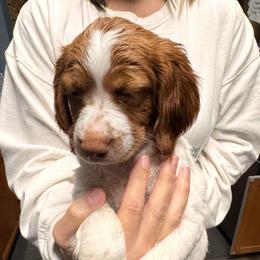 Nala - Orange and white female Brittany puppy in Elko, Georgia from HillTop Brittany Kennel