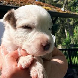Blaze - Red merle male Australian Shepherd puppy in Yelm, Washington from Country Rose Australian Shepherds