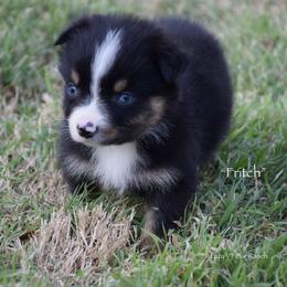 Fritch - Black tri male Miniature Australian Shepherd puppy in Evant, Texas from Lazy VT Bar Ranch