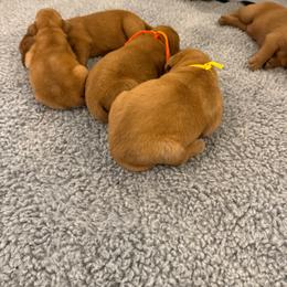 Girl 4 - Yellow female Labrador Retriever puppy in Remsen, New York from Lake Julia Labradors