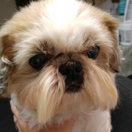 Shih Tzu All Grown Up from Carla Johnson