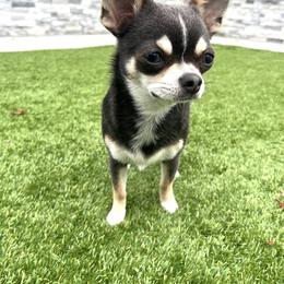 Zoey - Chihuahua