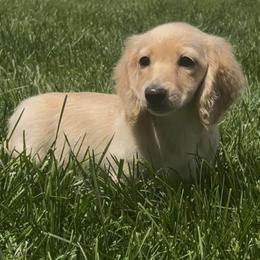 Dachshund Puppies from Zacha’s Doxie House