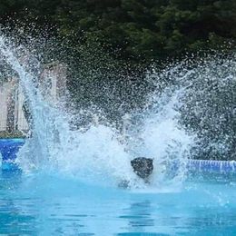 Australian Cattle Dog and Labrador Retriever Puppies from Trinity C Australian Cattle Dogs and Silver Labradors