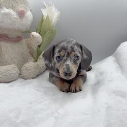 Purple - Dapple female Dachshund puppy in Goodyear, Arizona from AZ Royal Doxies llc