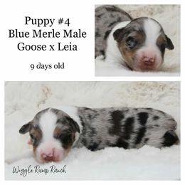 Puppy 4 - Blue merle male Miniature American Shepherd puppy in Ellensburg, Washington from Wiggle Rump Ranch