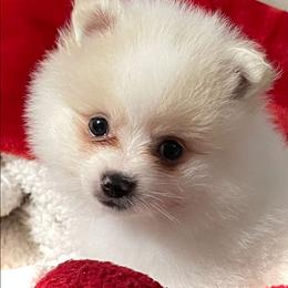 Light blue collar boy - Cream parti male Pomeranian puppy in Lake City, Florida from Tiny Treasures