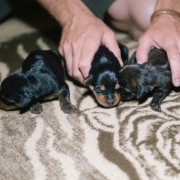 Heideterrier Puppies from German Heideterriers USA