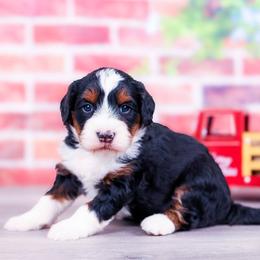 Blaze - Tri-color male Bernedoodle puppy in Arthur, Illinois from Central Illinois Bernedoodles