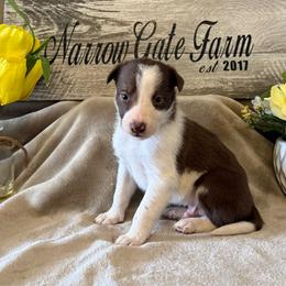 Bo - White and red male Border Collie puppy in Moody, Texas from Narrow Gate Farm
