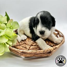 Bernedoodle and Sheepadoodle Puppies from Four Front Doodles LLC.
