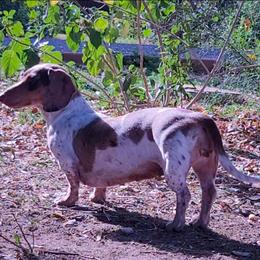 Cici - Dachshund