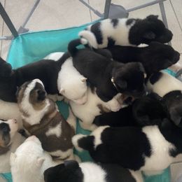 Akita Puppies from Gloe Akita's