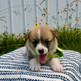 Lulu's Green Boy - White and red male Pembroke Welsh Corgi puppy in Vilonia, Arkansas from Lucky Pups Corgis