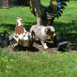 Miniature American Shepherd and Miniature Australian Shepherd Puppies from Shannon Pleines