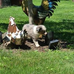 Miniature American Shepherd and Miniature Australian Shepherd Puppies from Shannon Pleines